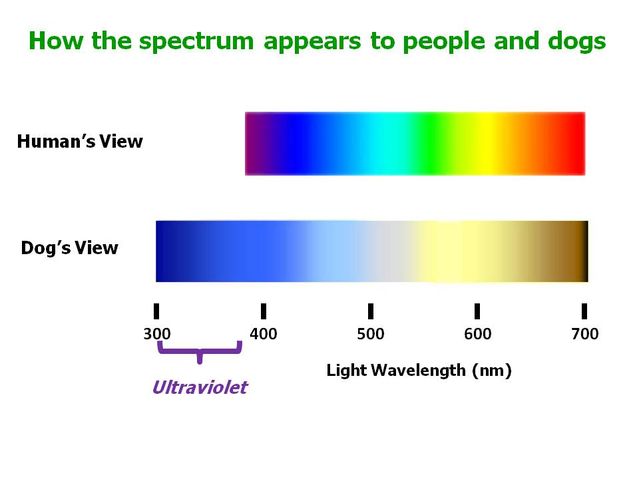 Dog sales vision spectrum